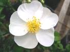 cherokee rose