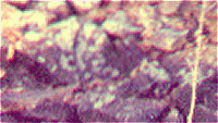 ancient stone with lichen on