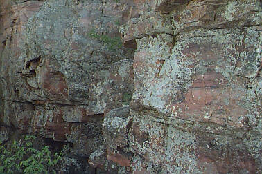 lichens on rocks