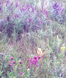 purple flowers and sage